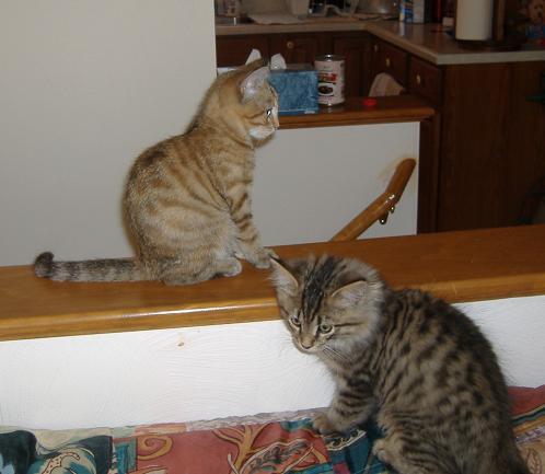 Girlcat and Boycat Kittens